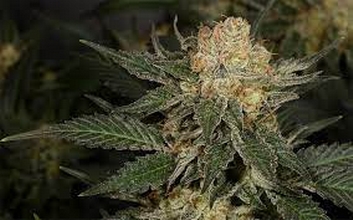 Bubblegum