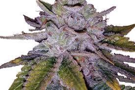 Purplemagicwand