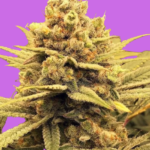 Pink Panties Ferminised Seeds