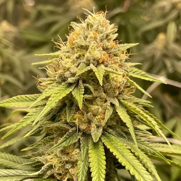 Super Sour Queen Regular Seeds