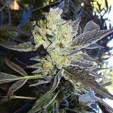 Supersourqueen