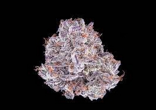 Purplefrost