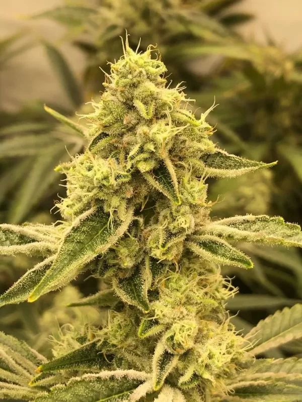 Pine Tar Kush Feminized Seeds Usa