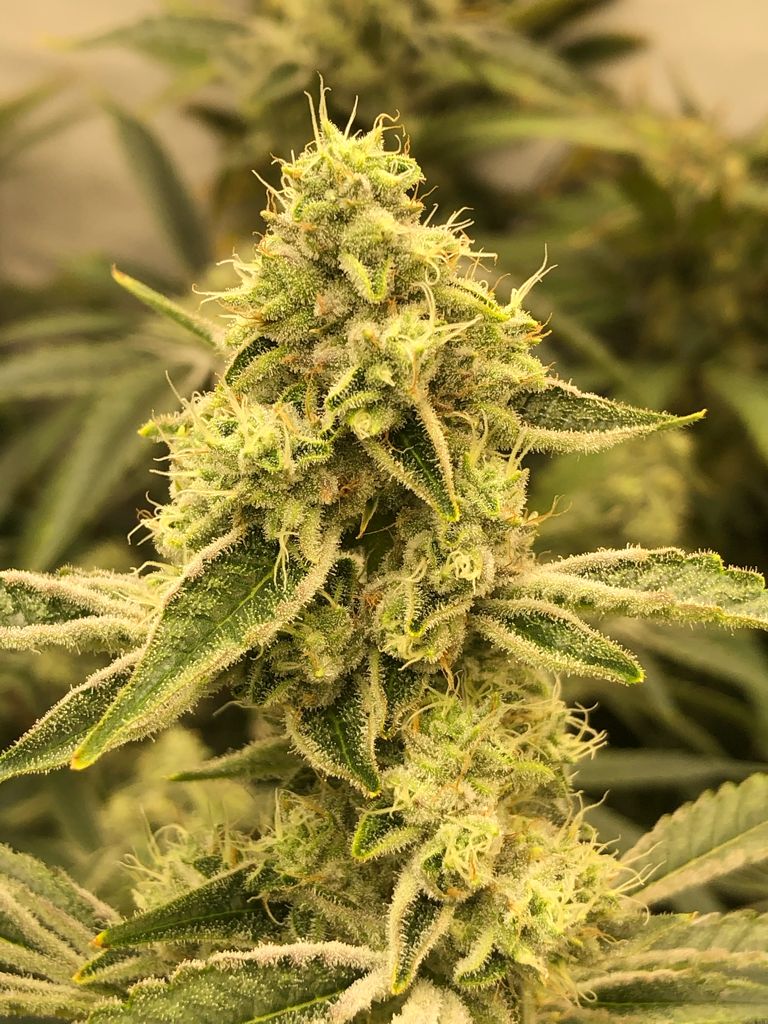 Pine Tar Kush Feminized Seeds Usa