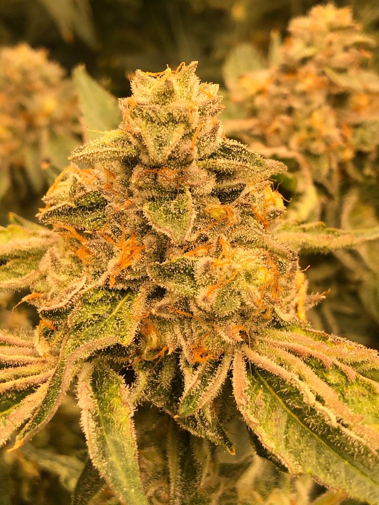 Auto Runtz Haze Autoflower Feminized Seeds