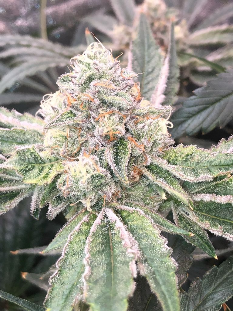 Banana Zkittlez Feminized Seeds