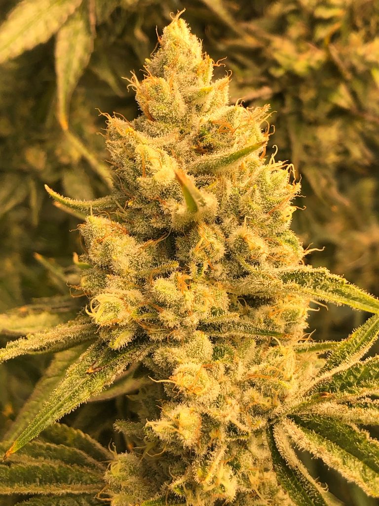BQS Feminized Seeds