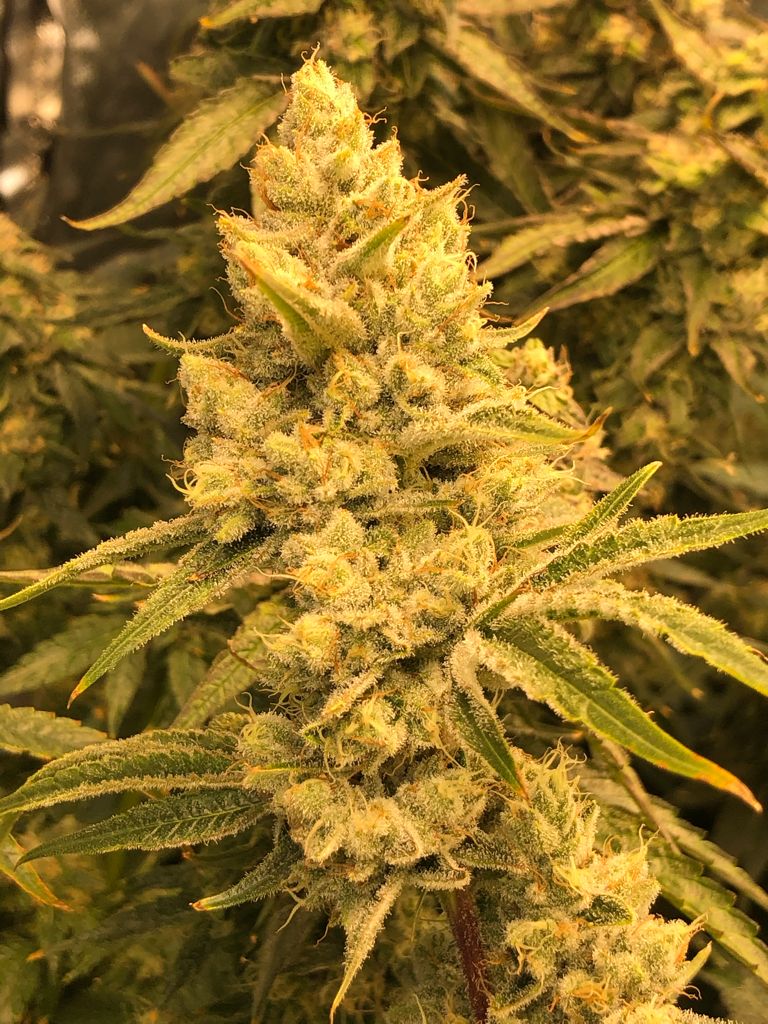 Colombian Haze Feminized Seeds