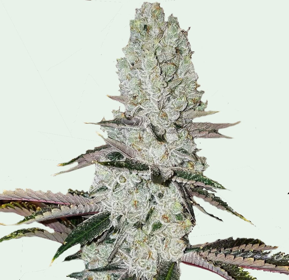 Auto Mandarin Cookies Cannabis Seeds