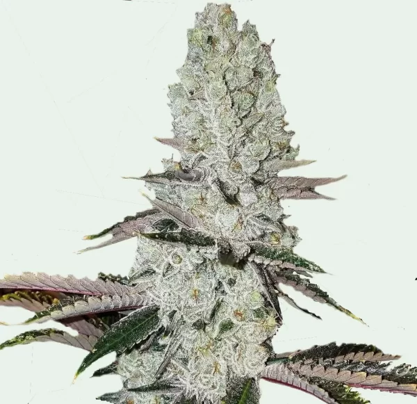 Auto Mandarin Cookies Cannabis Seeds