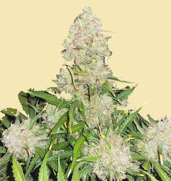 Auto Runtz Juice Marijuana Seeds