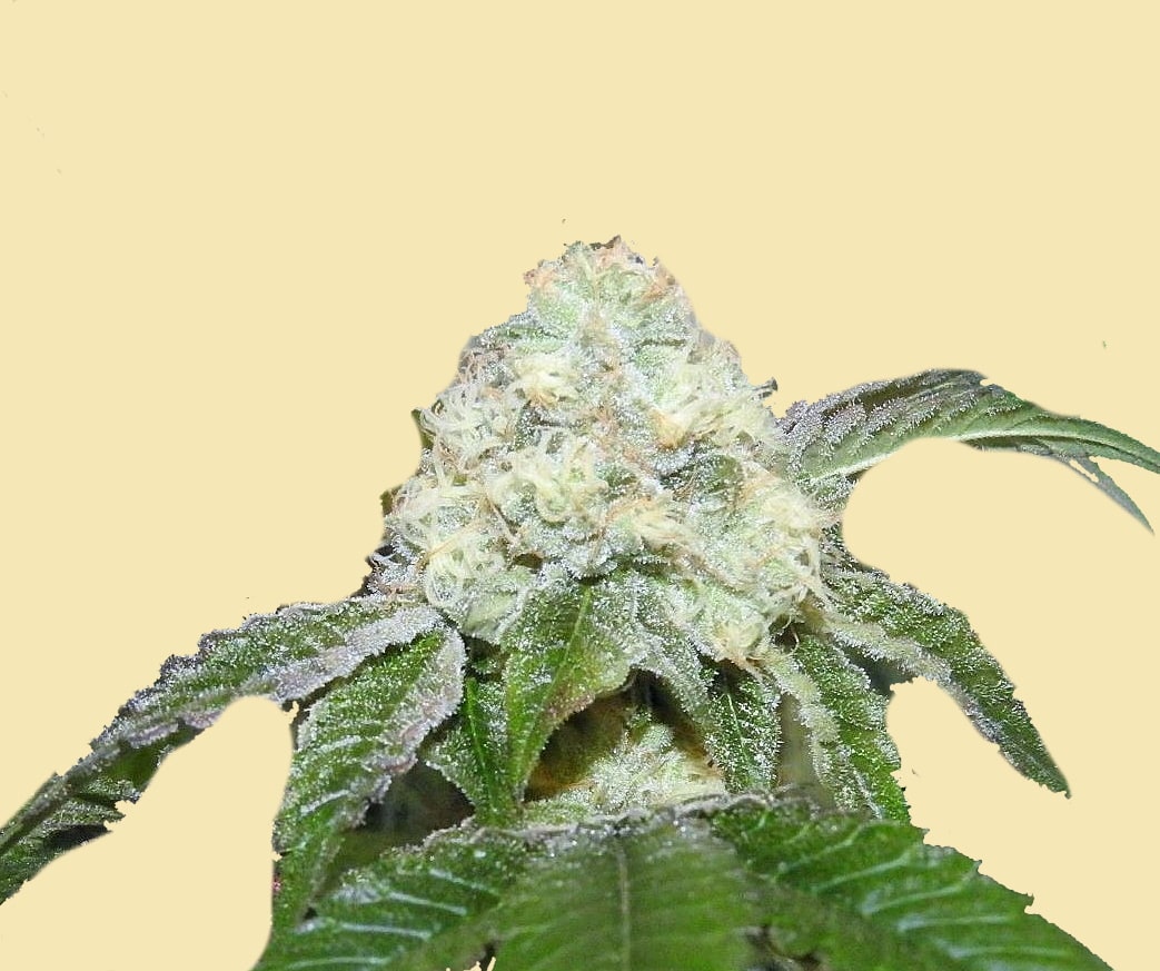 Auto White Wedding Cake Cannabis Seeds