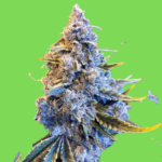 GMO-OG Feminized seeds