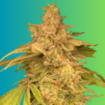 Grape Mojito feminized seeds