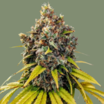 Grease Monkey Feminized seeds