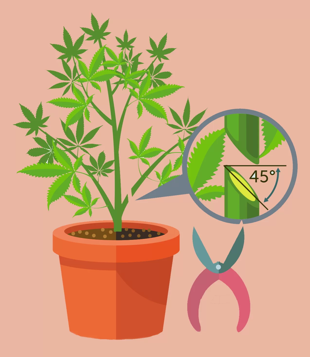 Cloning Cannabis Plants