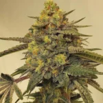 Forbidden Boogie Feminized Seeds