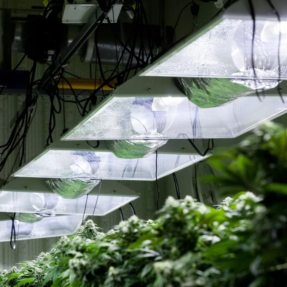 Lighting Setup For Cannabis Plants