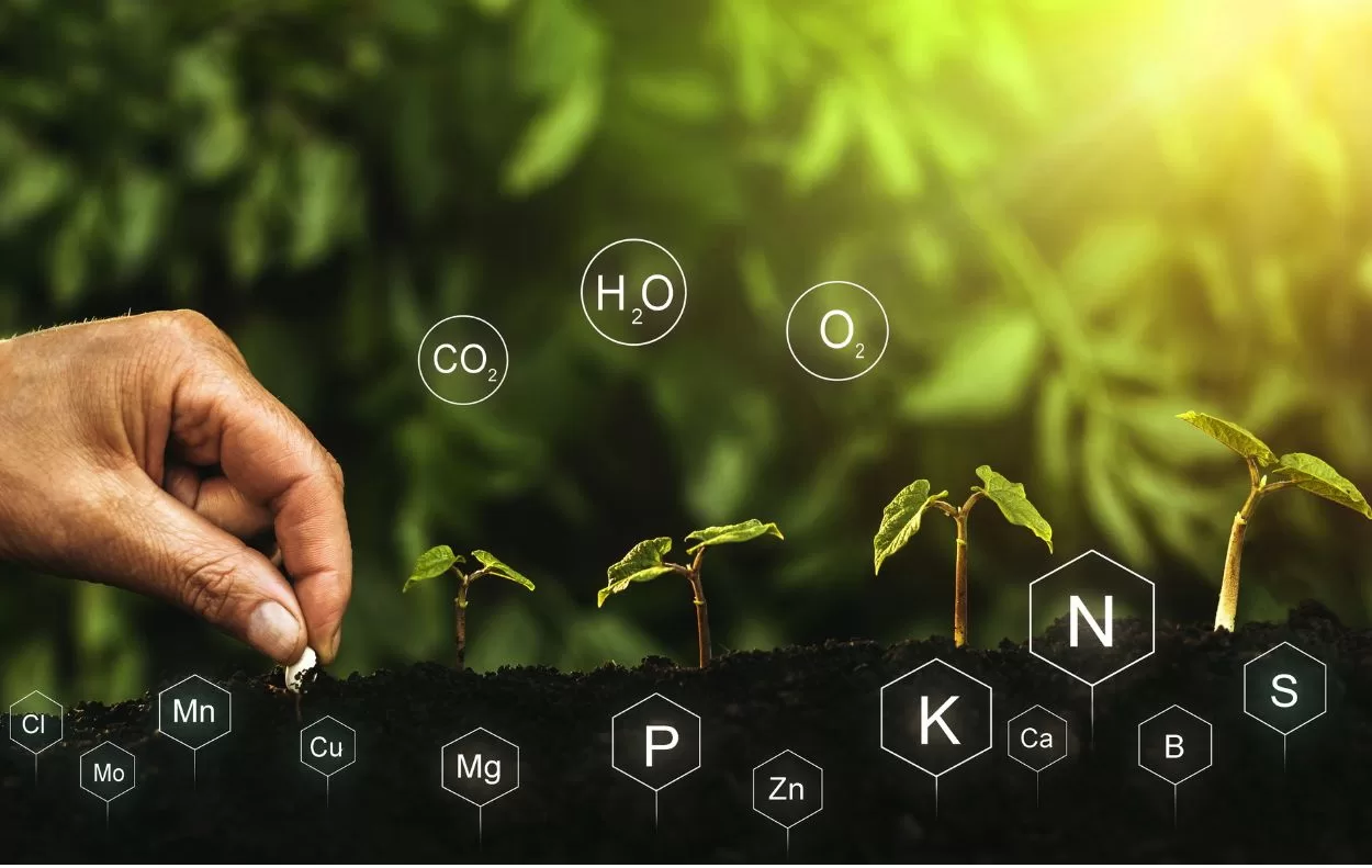 Nutrients Required For Cannabis To Do Well
