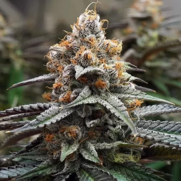 Super Lemon Haze Feminized Seeds