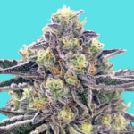 Gingerbread Man feminized seeds