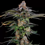 Creamsicle Mt4 Feminized Seeds