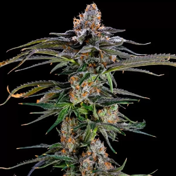 Creamsicle Mt4 Feminized Seeds
