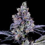 Double Scoop Feminized Seeds