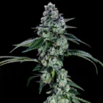 Gelato 41 Mt4 Feminized Seeds