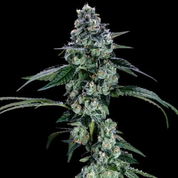 Gelato 41 Mt4 Feminized Seeds