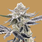 Gorilla Glue Feminized Seeds