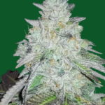 Caribbean Cooler Feminized Seeds