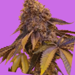 GMO Ferminised Seeds