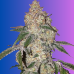 Gello Gelato Feminized Seeds
