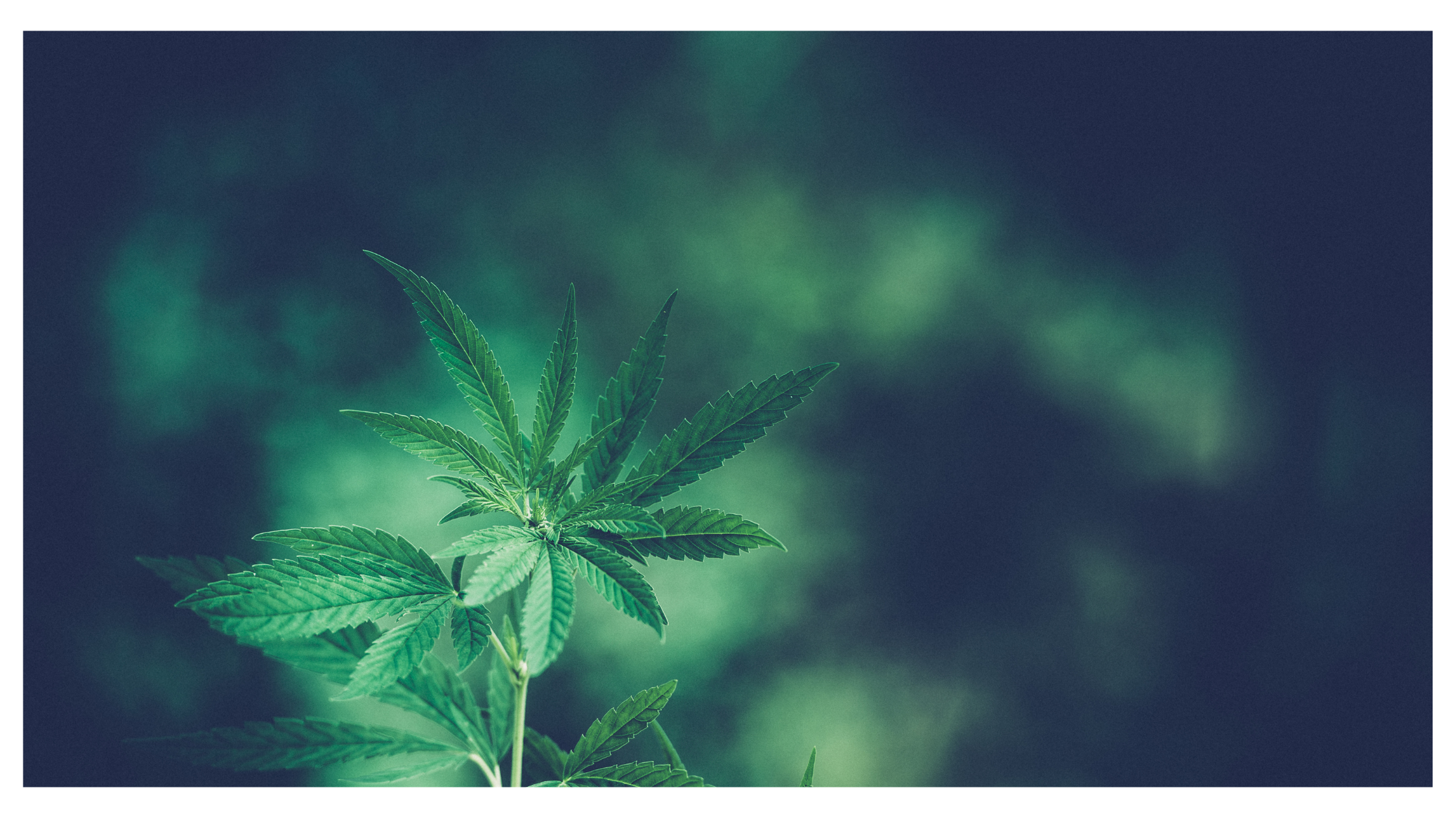 Alopecia Areata: Exploring the Potential of Cannabis for Managing Hair Loss.