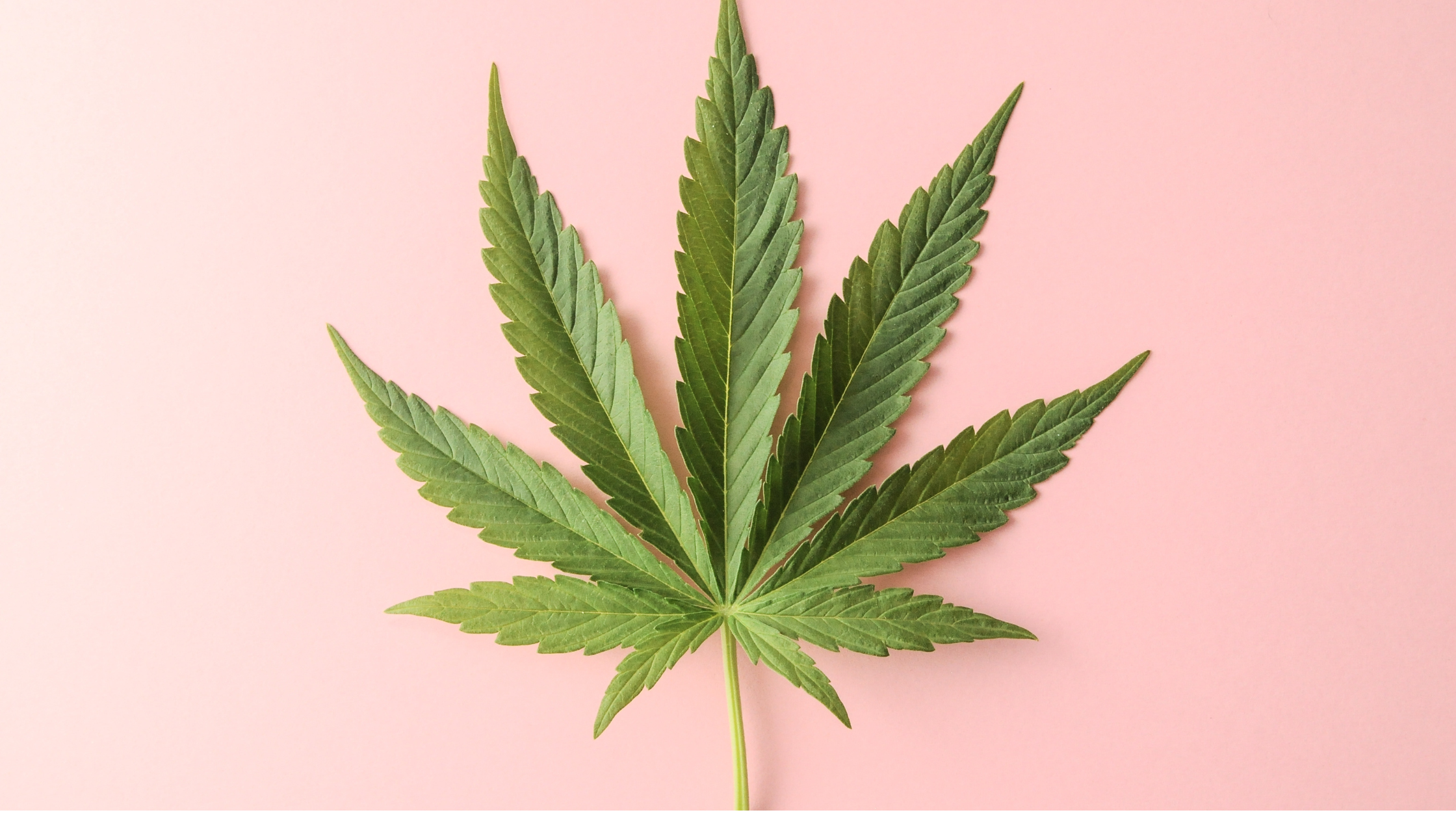 Does Weed Help Period Cramps? Exploring the Potential of Cannabis for Dysmenorrhea (Menstrual Cramps).