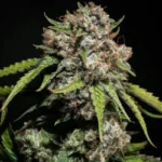 Gelato Sundae Feminized Seeds