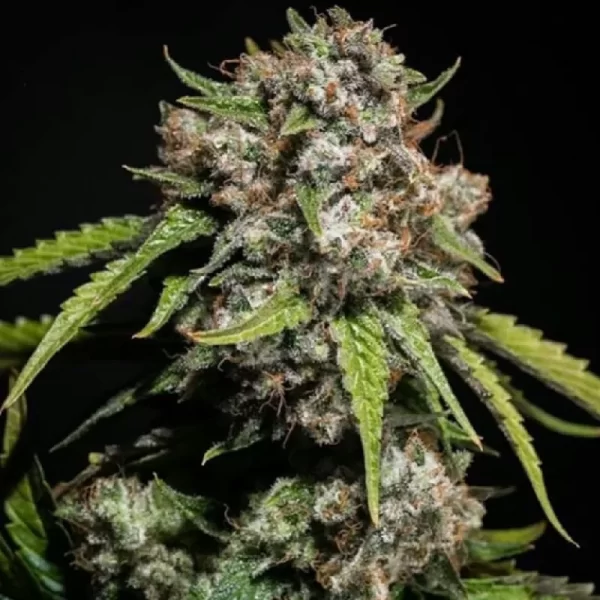 Gelato Sundae Feminized Seeds