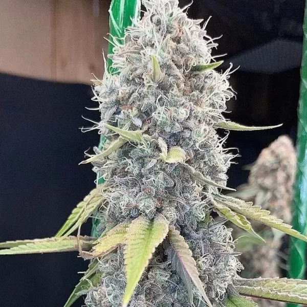 Guava Gelato Feminized Seeds
