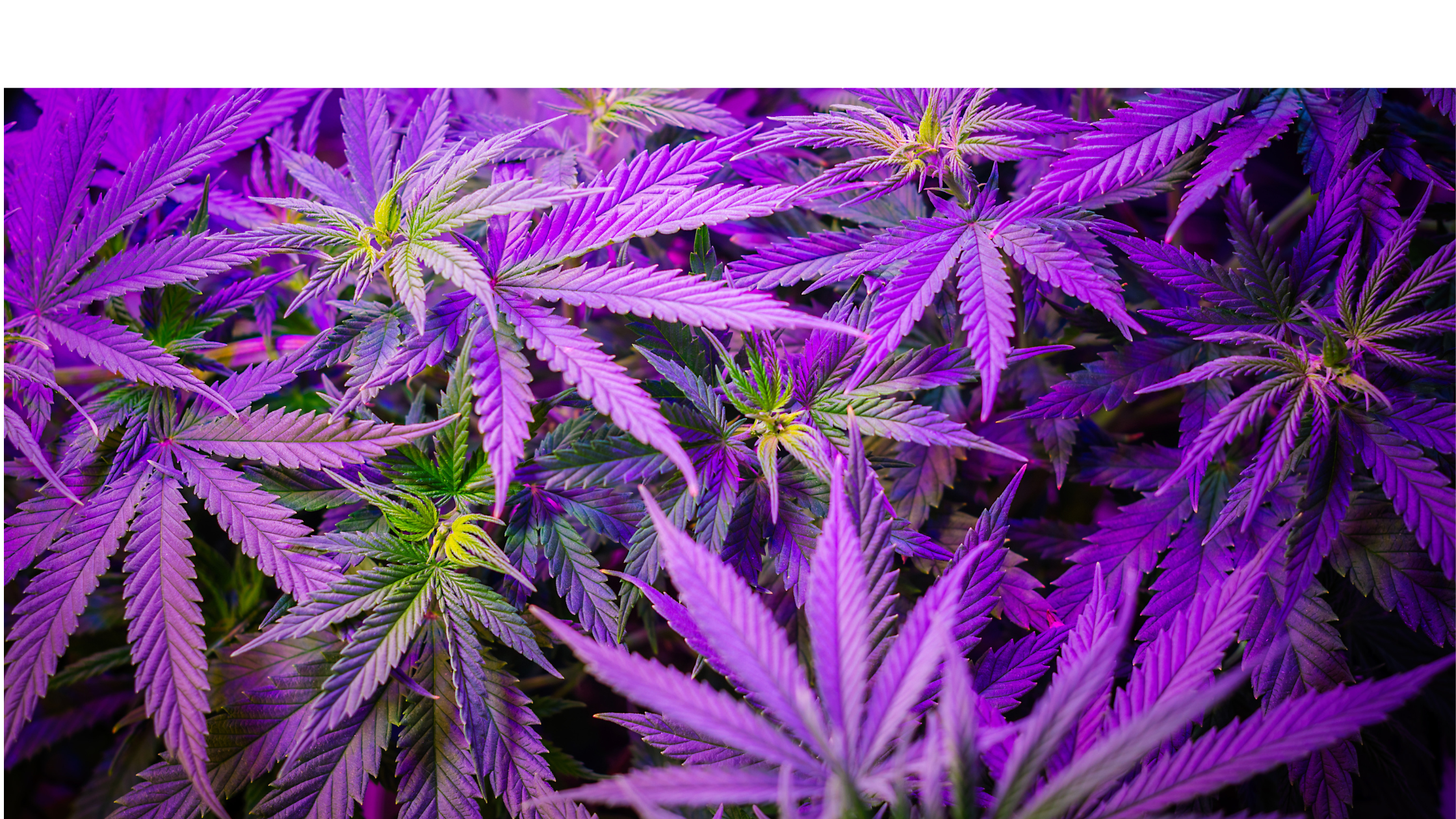 Unlocking the Potential of Cannabis Strains in Endometriosis Treatment.