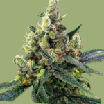 Devil’s Lettuce Feminized Seeds