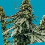 Eskimo Pie Feminized Seeds