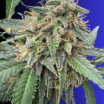 Grapefruit Feminized Seeds