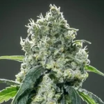 Dippin Dotz Feminized Seeds