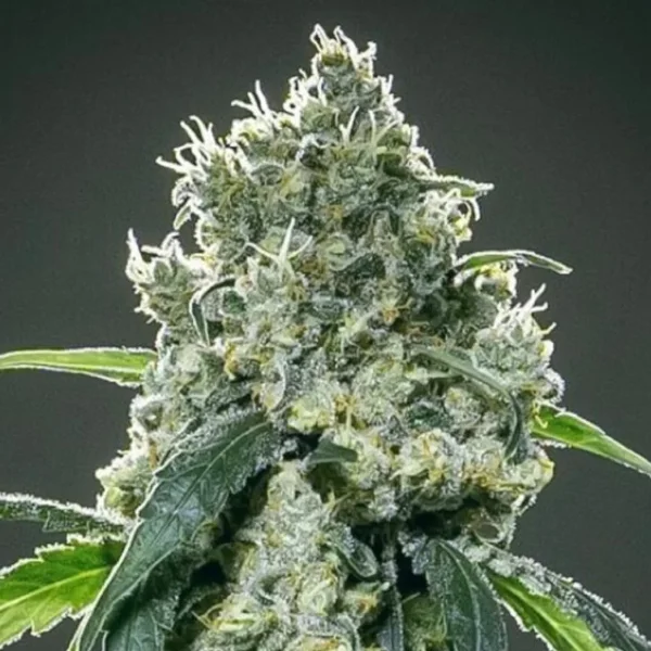 Dippin Dotz Feminized Seeds