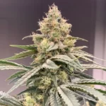 Glueberry A La Mode Feminized Seeds