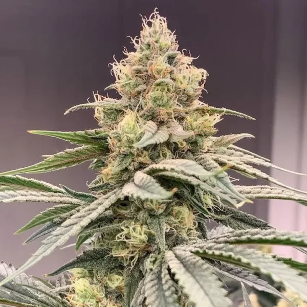 Glueberry A La Mode Feminized Seeds
