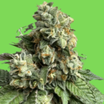 Diablo OG Feminized Seeds