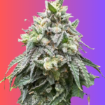 Dutch Treat Feminized Seeds