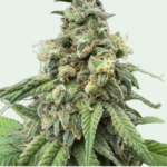Fruity Pebbles Feminized seeds